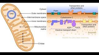 Dittowog Tour 4: The Mitochondria is the Powerhouse of the Cell