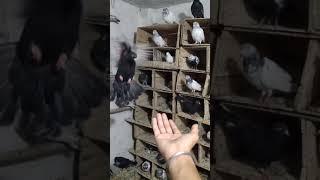 best pigeon video | pigeons whatsapp stutas video| short pigeon video | pigeon lover video