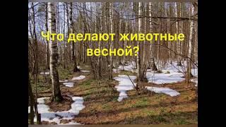 Что делают животные весной?