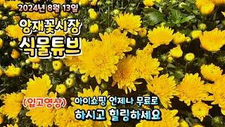 양재꽃시장 식물튜브 24년 8월 13일 입고된 식물들 시청 하시면서 힐링타임 되시길 바라겠습니다~  #양재꽃시장 #식물튜브 #월동 #관엽 #식물아빠