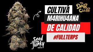 Cultivo de Cannabis en sustrato para principiantes | Ep. 1