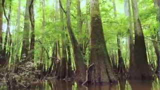 Congaree National Park