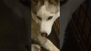 Sasha stares into your soul hehe