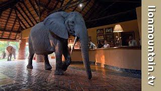  When Elephants Walk into Reception! 