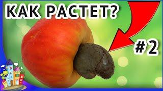 Как растет еда? Проверь свои знания. Интересные факты о еде которых вы не знали часть 2