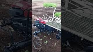 Vegetable Transplanting Work with PH1-WA #shorts #agrimachinery