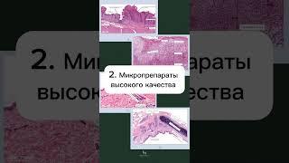 Атлас по гистологии доступен к покупке на сайте по ссылке в шапке канала! #гистология