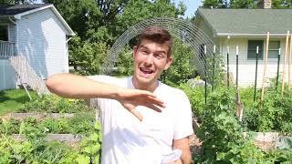 How to Stagger Plant For A Continuous Harvest Year-Round