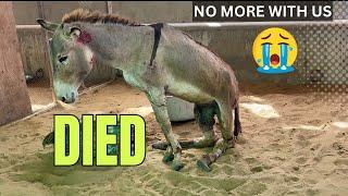 Sad news Tortured Donkey DIED  Camel Leg cut latest Update