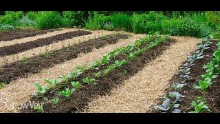 How to make organic garden with 0 money! Less work, less weeds, no watering and more growth!