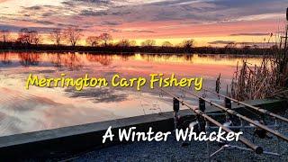 Winter Carp Fishing - A Shropshire Lump - Merrington Carp Fishery