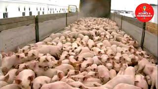 AMAZING HIGH-TECH PIG FARMING-MODERN TECHNOLOGY IN PIG FARMING-INCREDIBLE LIVESTOCK TECHNOLOGY TODAY