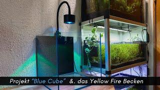 Projekt Blue Cube und das Neocaridina Yellow Fire Becken #aquarisitk