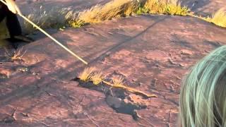 Jeffers Petroglyphs Guided Tour