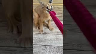 Cute cat #caracal #animals #short