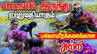 பல்லாயிரக்கணக்கான அல்லி மலர் | பளையில் |Valvai Sulax #trending #valvaisulax #srilankanewstamiltoday