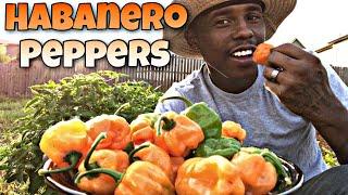 Harvesting Habanero Peppers | When is a Habanero Ready to Harvest?