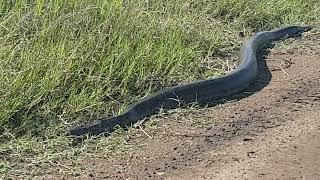 Python in Masai-Mara, Kenya