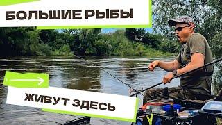Огромный ЛЕЩ клюнул под берегом! Фидер на сильном течении. Поклёвки на фидер. Рыбалка 2025