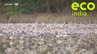 Eco India: The phenomenon that could explain the three-fold increase in Mumbai's flamingo population