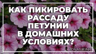 Как пикировать рассаду петунии в домашних условиях? | toNature.Info