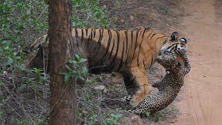 Tiger's Shows Power As King of Jungle - Tiger vs Crocodile, Lion, Python, Bear, Buffalo