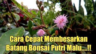 Tips cara cepat membesarkan batang bonsai putri malu