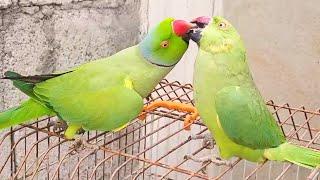 Parrot Jora Kiss So Parrot Jora Ringneck