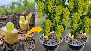 New Idea How To Plant Grape Vines From Grapes in Banana Fruit | Grow Grapes Vine From Grapes