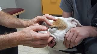 Bulldog DRY EYE Dr. Kraemer Vet4Bulldog