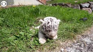 WEB EXTRA: White Bengal Tiger Cubs