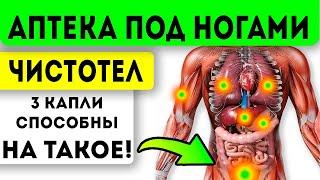 ЛЕЧИТ ПРАКТИЧЕСКИ ВСЕ! Настойка чистотела очищает легкие, желчный, печень, желудок, мочевой и даже…