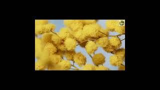 L’acacia  un arbre résilient et emblématique des zones arides du monde 1 #Acacia #Nature #Écosystème