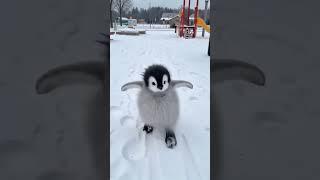 The cutest little penguin #cute #babyanimals #funny #adorable #animals #pets #cutepets #penguin