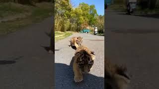 25 Days Old Cute Tiger Cubs | Nouman Hassan |