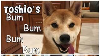 Meet DC Shiba Inu Rescue Adoptable dog Toshio