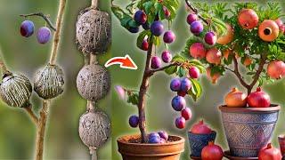 How To Air Layering Plum and Pomegranate Trees