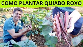 Como PLANTAR o QUIABO ROXO uma e ter INCRÍVEL PRODUÇÃO seguindo um passo a passo completo