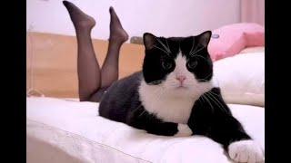  Hocus Pocus! Videos of funny cats, kittens and dogs! 