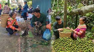 Harvesting canarium fruit. Bringing it to the market to sell and buy puppies to raise. Farm life.