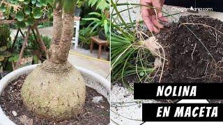 Cómo cultivar NOLINA en maceta // PLANTA de INTERIOR de fácil cuidado