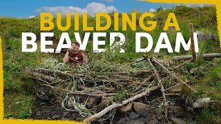 We Built Fake Beaver Dams to Rewild this Dead River