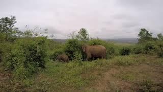 Mom and Baby Elephant in the Mountains