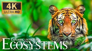 Exploring Untouched Ecosystems 4K  Discovery Relaxation Film with Calm Relaxing Music & Real Sound