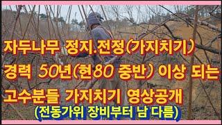 자두나무 정지전정(가지치기) 경력 50년이상 되는 고수분들 가지치기 영상공개(농사의신)