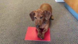 Dachshund Learns to Play Fetch with Clicker Training