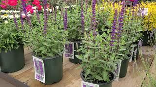 Salvia 'Caradonna' (Meadow Sage) // Fantastic, Tough, Hardy, Colorful & Easy to Grow Perennial.