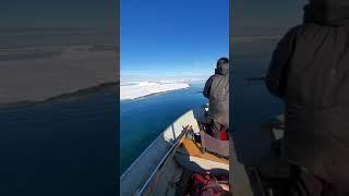 hunting bearded seal