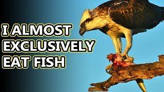 Osprey facts: they have long legs for a reason | Animal Fact Files