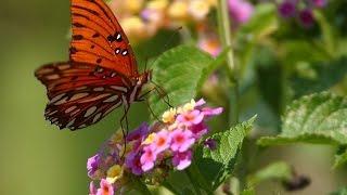 Pollination: Trading food for fertilization in 3 minutes